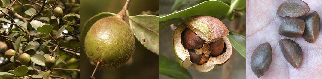 Camellia oleifera and its fruits and seeds
