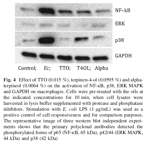 Fig. 4 Effect of TTO (0.015 %), terpinen-4-ol (0.0595 %) and alphaterpineol (0.0064 %) on the activation of NF-jB, p38, ERK MAPK and GAPDH on macrophages.