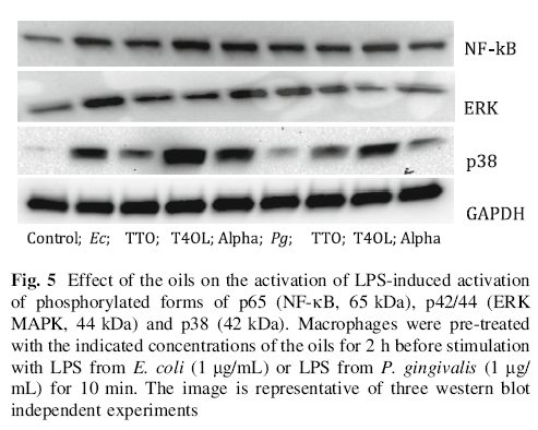 Fig. 5 Effect of the oils on the activation of LPS-induced activation of phosphorylated forms of p65 (NF-jB, 65 kDa), p42/44 (ERK MAPK, 44 kDa) and p38 (42 kDa).