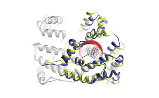 Enzyme uses internal network for cyclisation
