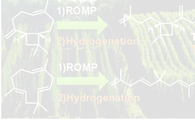 Polyterpenes by ring opening metathesis polymerization of caryophyllene and humulene