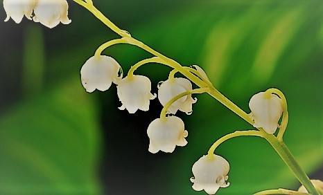 How to create Lily of the valley fragrance?